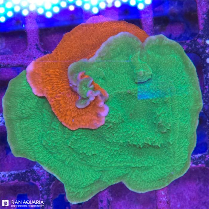 مانتی پورا سبز و نارنجی میکس (Montipora capricornis sp) 