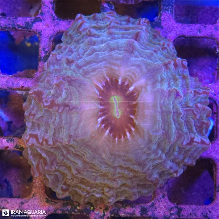 سینارینا (Cynarina lacrymalis sp)