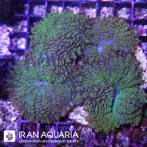 ماشروم روداکتیس سبز ( Mushroom )