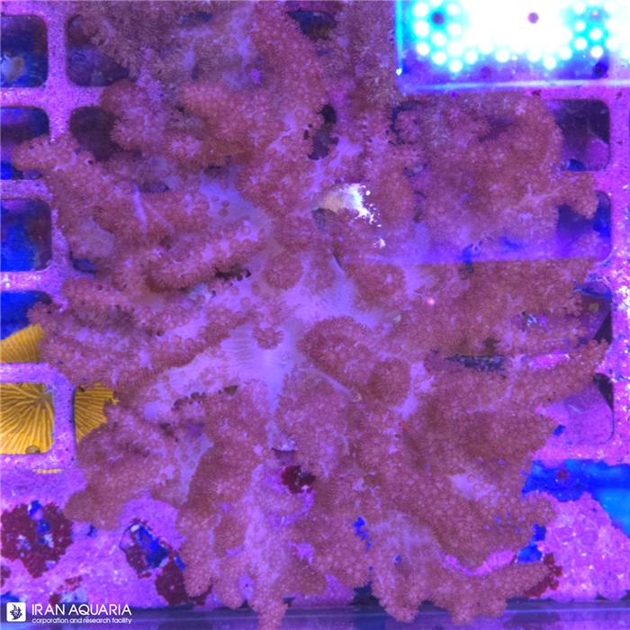 کلت(Capnella sp)