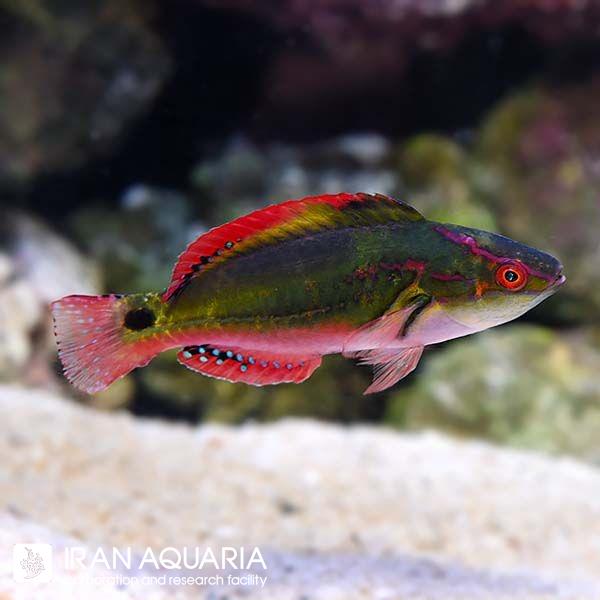راس اکسکوییزیت (Exquisite Fairy Wrasse)