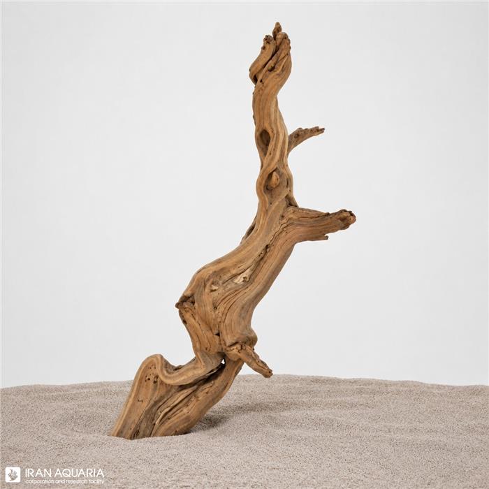 Magic Wood