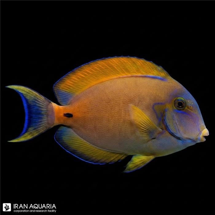 جراح ماهی فاولری  ( Acanthurus fowleri )