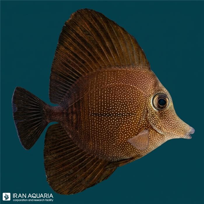 جراح اسکوپاس (Scopas Tang)
