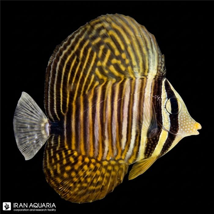 جراح دسجاردینی بالغ (Desjardini Sailfin Tang)