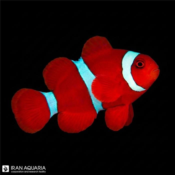 دلقک ماهی مارون وارداتی (Maroon Clownfish) 