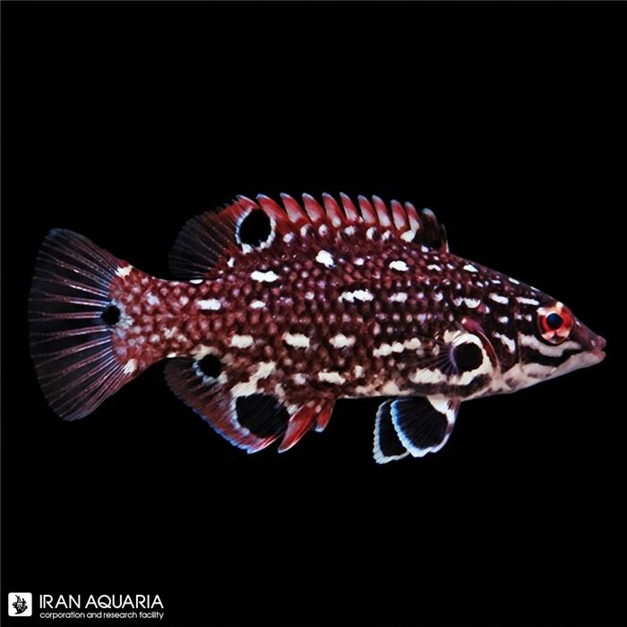 هاگ جواهری ( diana hogfish )  سایز M