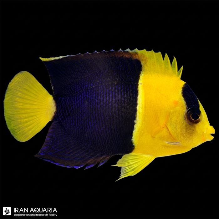 فرشته ماهی بایکالر (Bicolor Angelfish) 