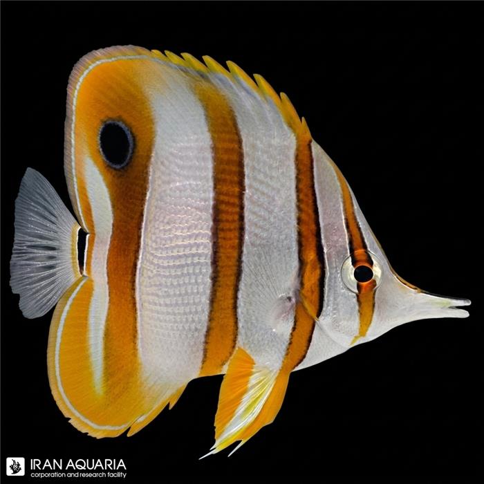 پروانه ماهی نوار مسی (Copperbanded Butterflyfish) 