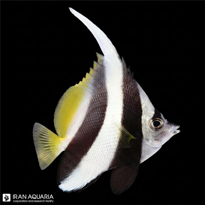 پروانه ماهی آنتن دار (Black and White Bannerfish)