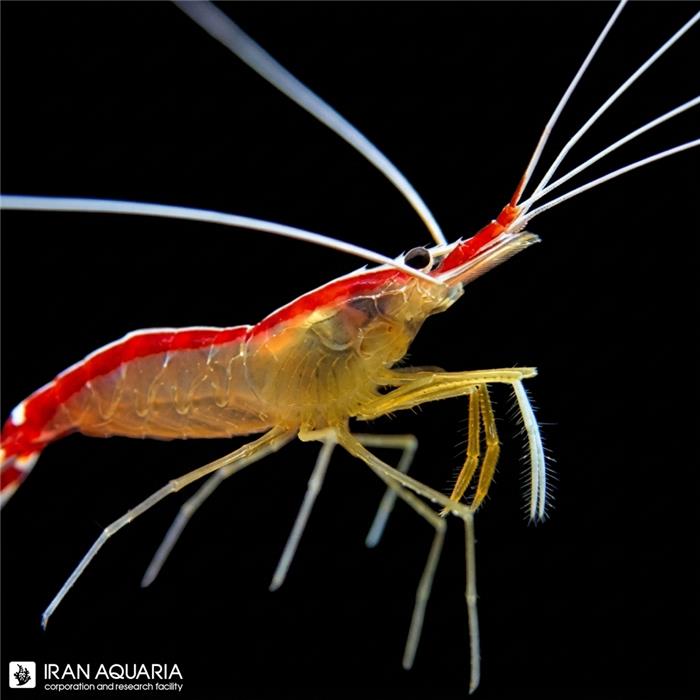 میگو کلینر ( cleaner shrimp ) سایز L