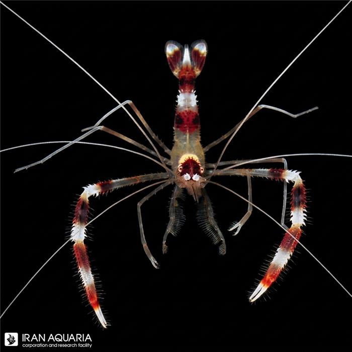 میگو باکسر ( Banded Coral Shrimp ) 