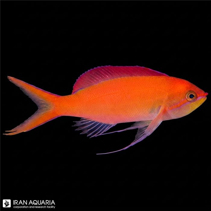 آنتیاس دیسپار (Dispar Anthias)