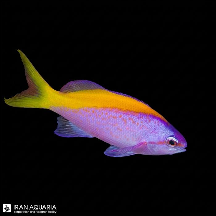 آنتیاس اوانسی (Evansi Anthias) 