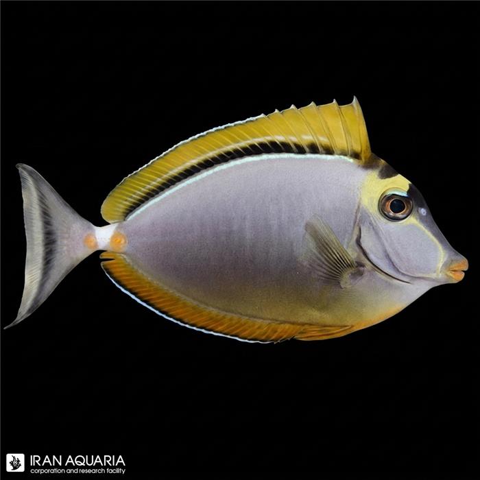 جراح ناسو بلوند (Blonde Naso Tang)