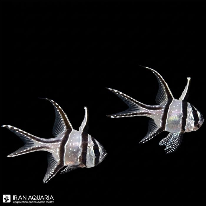 کاردینال بنگای  ( Banggai cardinalfish ) سایز L