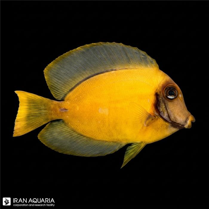 مارماهی ریبون مشکی  ( black ribbon eel ) سایز XL