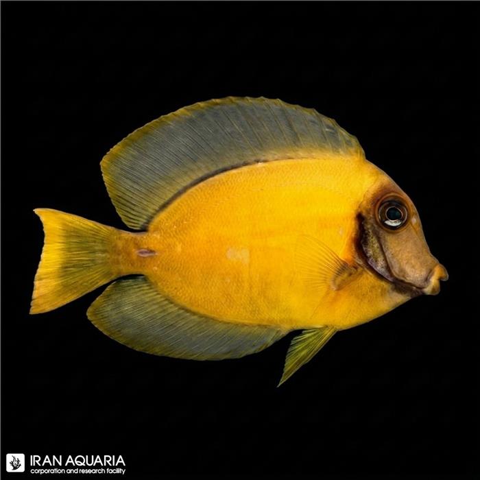 مارماهی ریبون مشکی  ( black ribbon eel ) سایز XL