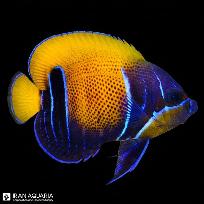فرشته ماهی مجستیک ( Majestic angelfish )