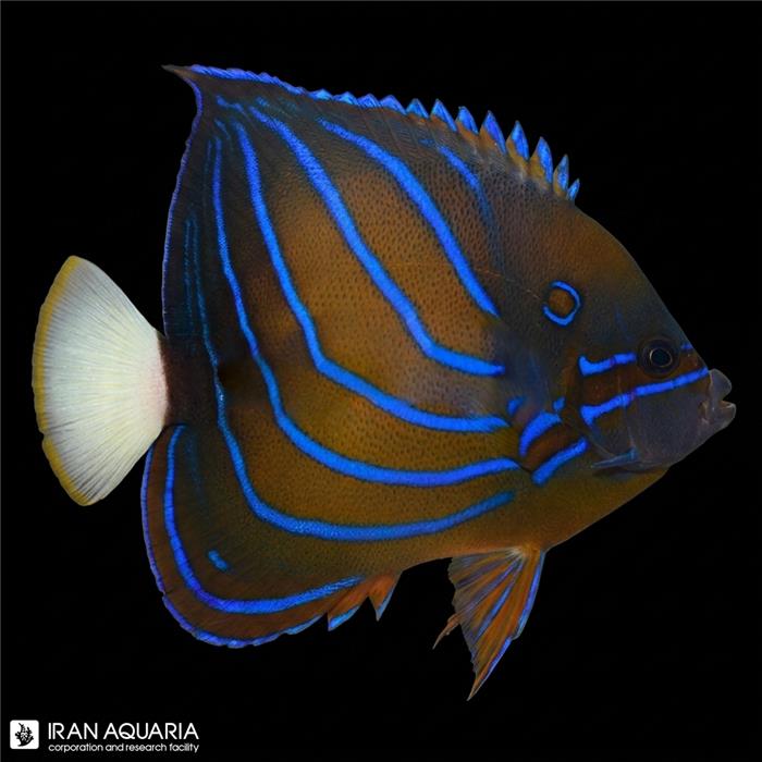 فرشته ماهی بلو رینگ بالغ (Blue Ring Angelfish) 