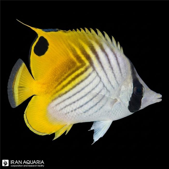 پروانه ماهی اوریگا  (Auriga Butterflyfish)
