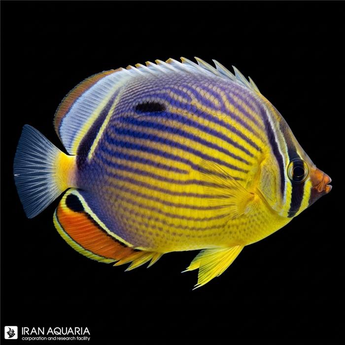پروانه ملون (Melon Butterflyfish)