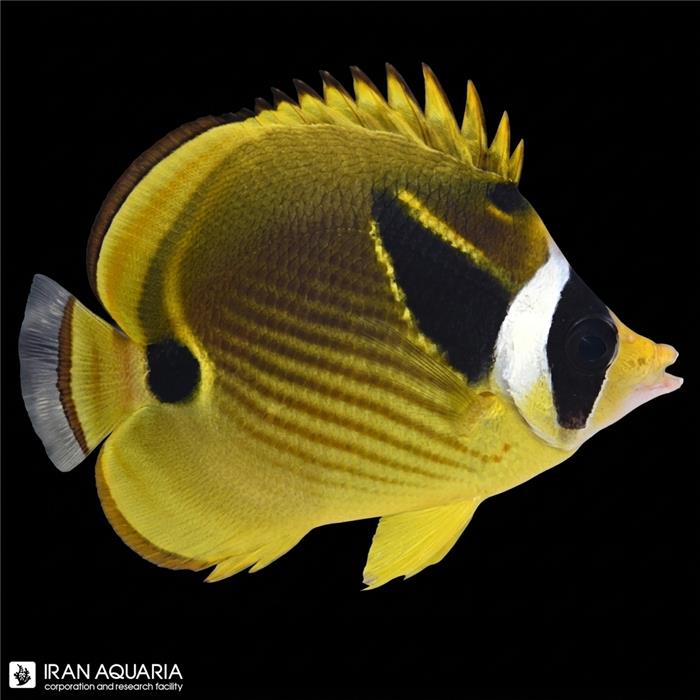 پروانه ماهی راکون (Raccoon Butterflyfish)