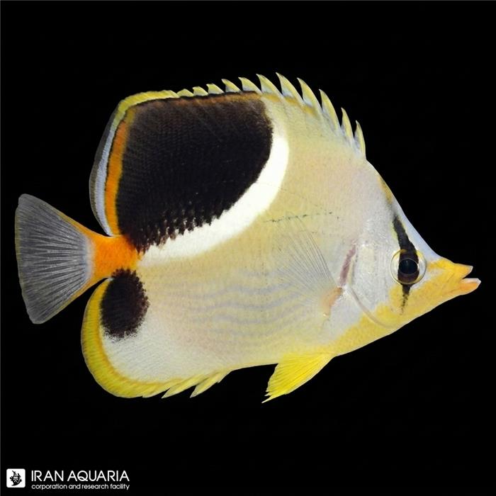 پروانه ماهی پشت زیندار (Saddleback Butterflyfish)