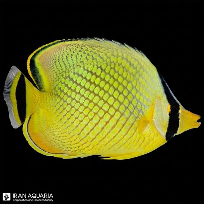 پروانه ماهی لاتیسد (Latticed Butterflyfish) 