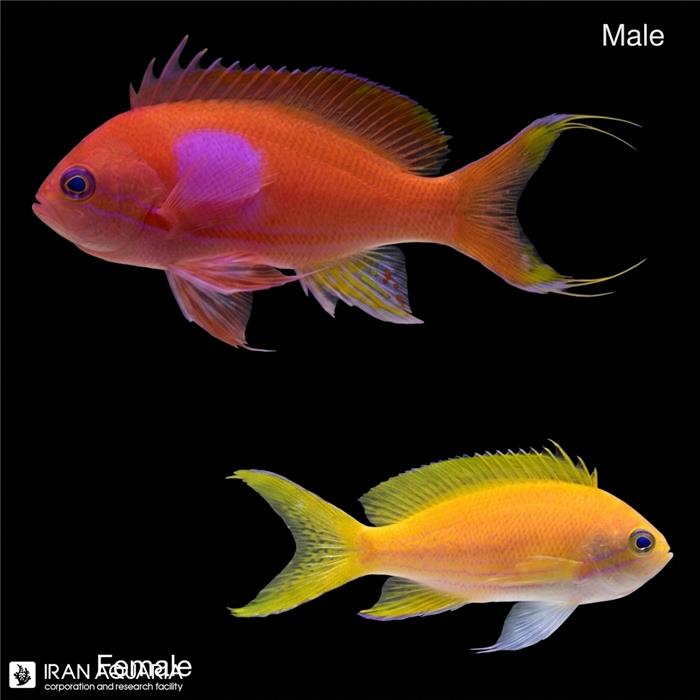 آنتیاس لکه مربعی(Squareback Anthias)