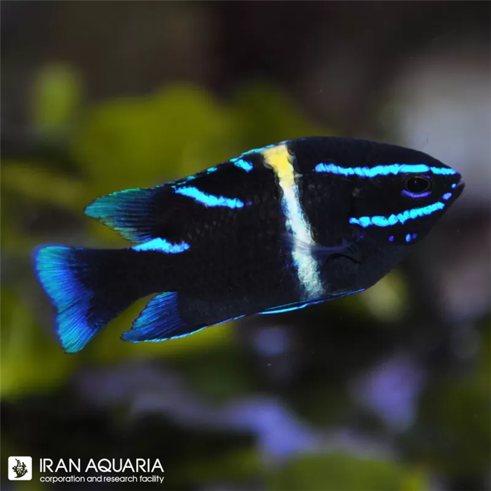 دامسل نئون ولوت ( Neon velvet damselfish )