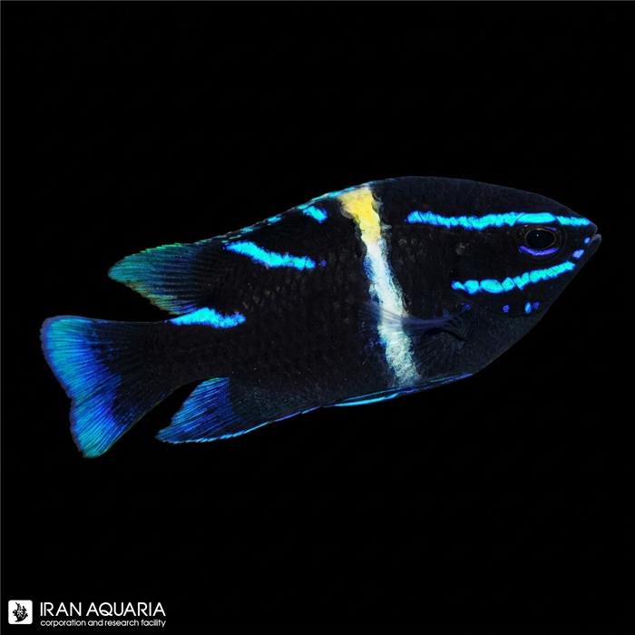 دامسل اکسیدان (Blue velvet damselfish) 