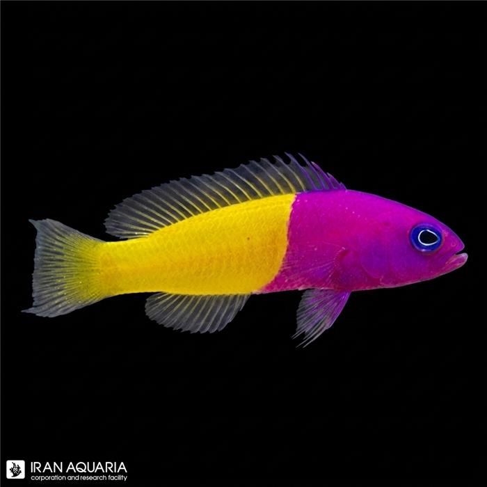 نئون دو رنگ ( Royal Dottyback ) 