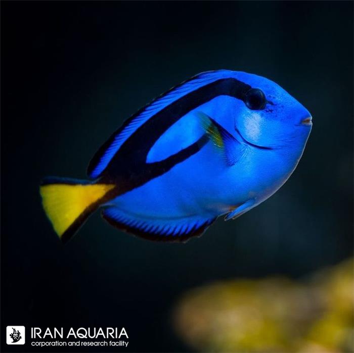  جراح بلو تانگ (Blue Tang)