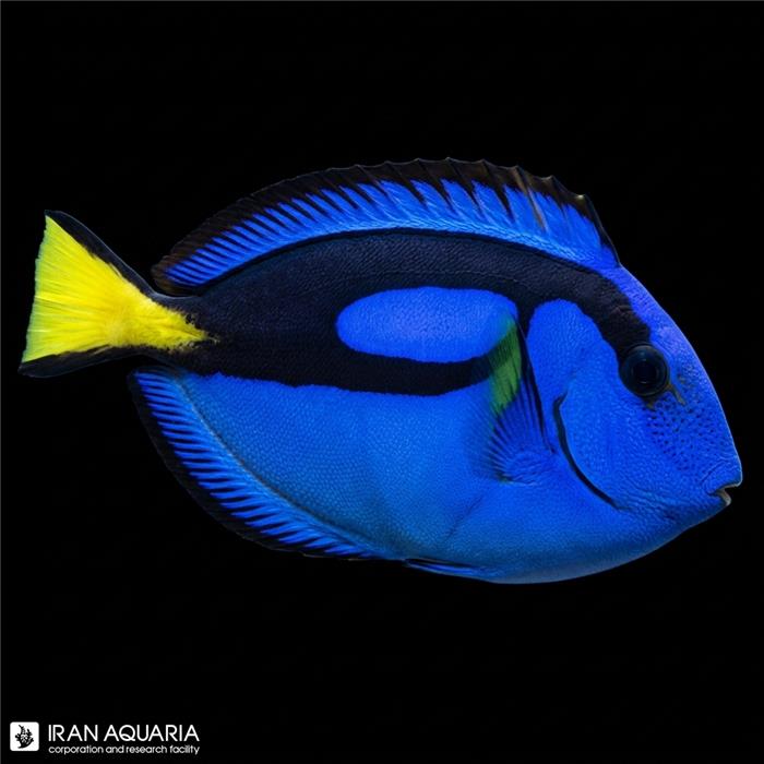 جراح ماهی بلو تانگ ( Blue Tang )