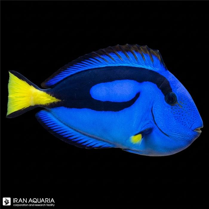 جراح ماهی بلو تانگ ( Blue Tang )