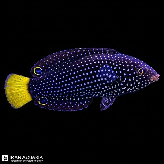 راس تامارین خال آبی  دم زرد (Blue Spotted Tamarin Wrasse) 