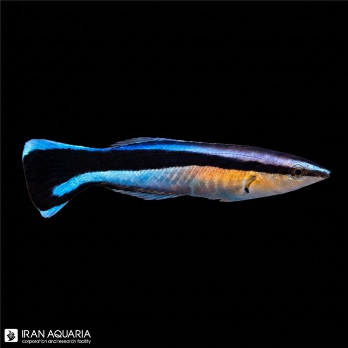 راس آرایشگر (Bluestreak Cleaner Wrasse) 