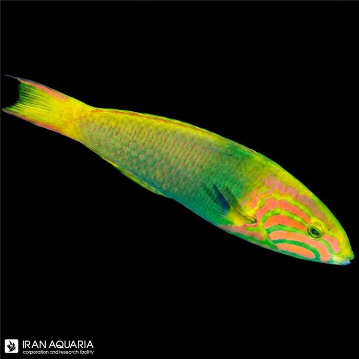 مون راس سبز ( Lime Green Wrasse  )