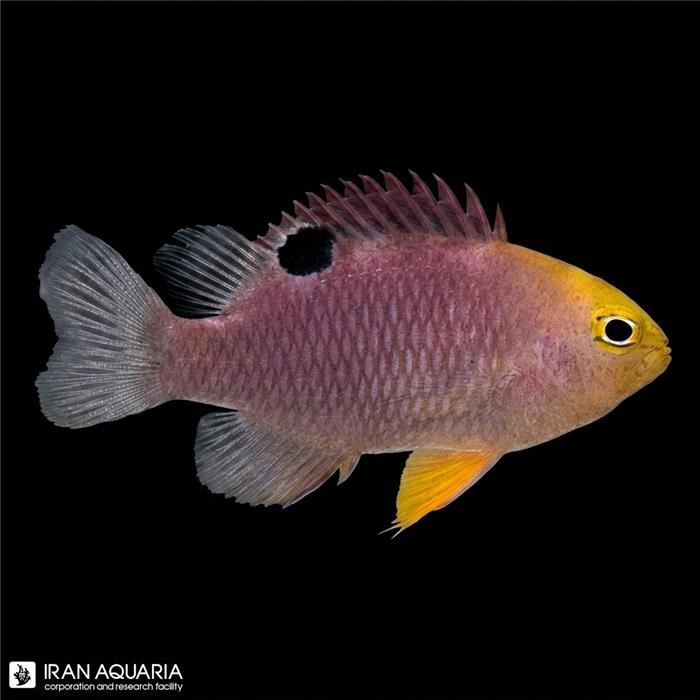 دامسل تالبوتی (Talbot's Damselfish)