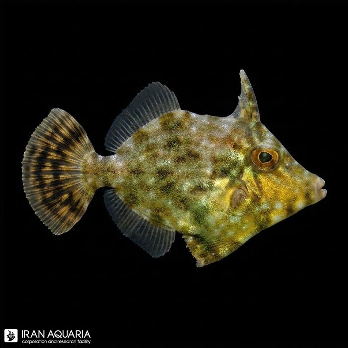 فایل فیش آیپتازیا خوار (Aiptasia Eating Filefish) 