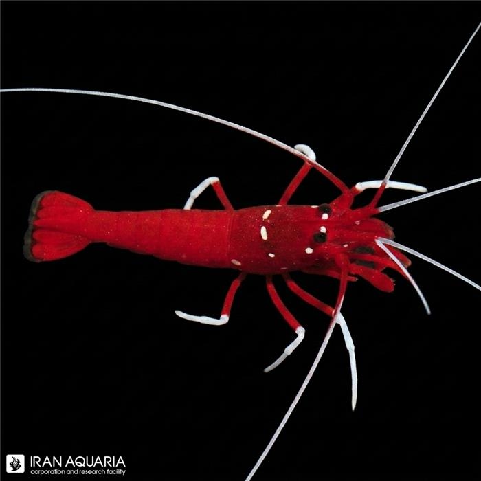میگو آتشین (Blood Red Fire Shrimp)