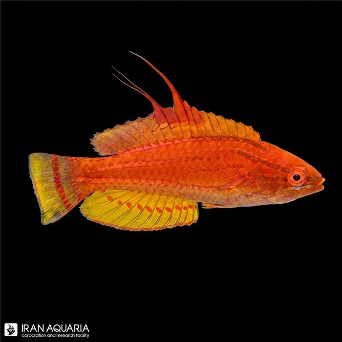 راس فلشر کارپنتر (Carpenter's Flasher Wrasse)