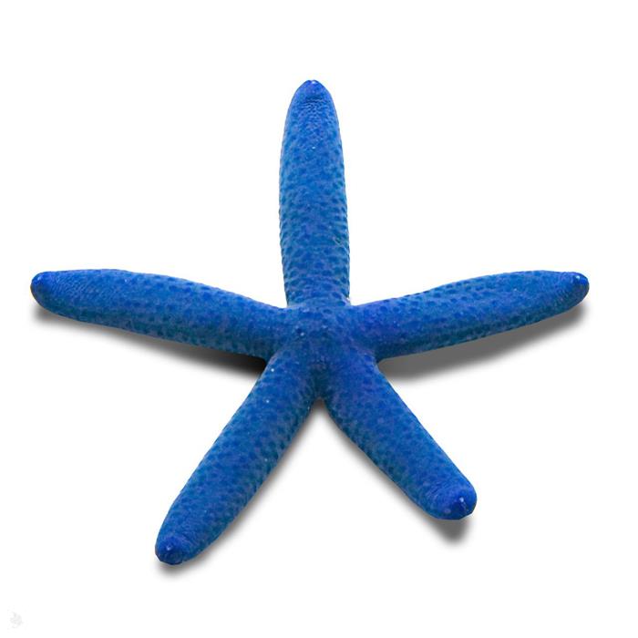 Blue sea star 