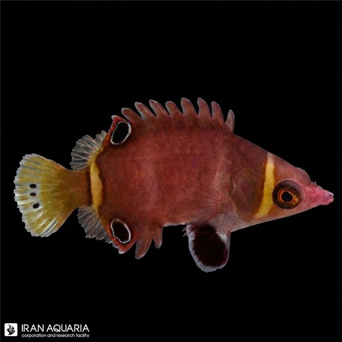 راس پوسوم خط زرد ( White Banded Possum Wrasse )