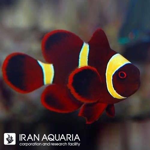 دلقک ماهی مارون گلد ( Gold strip maroon clownfish )