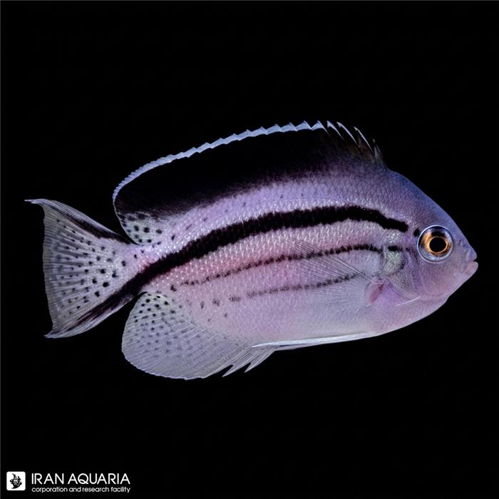 فرشته ماهی لامارک ( Lamarck's Angelfish )