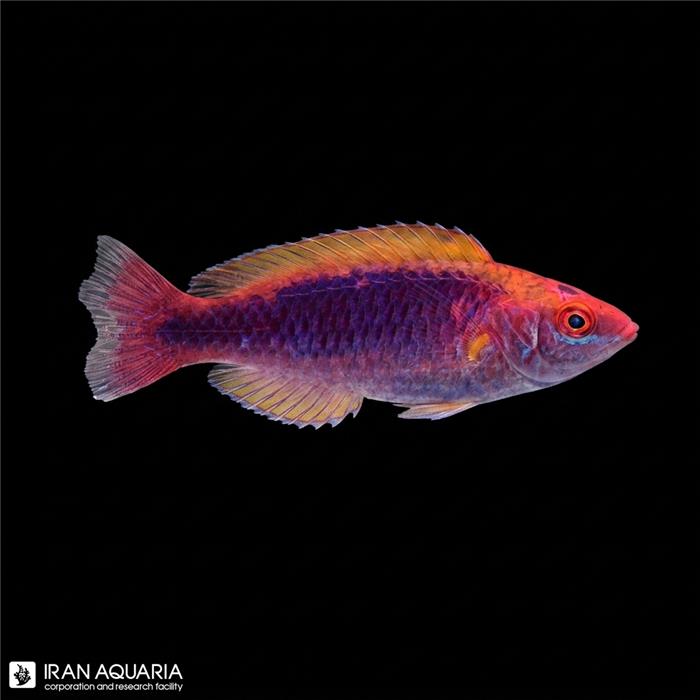راس فرشته‌ی مولتی‌کالر لوبوکی (Multicolor Lubbock's Fairy Wrasse)