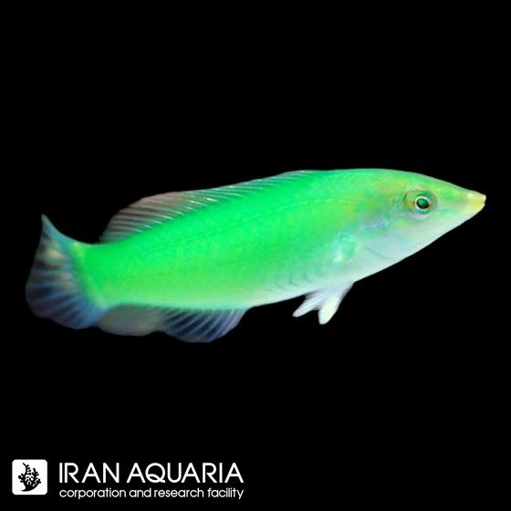 راس سبز ( Green wrasse )