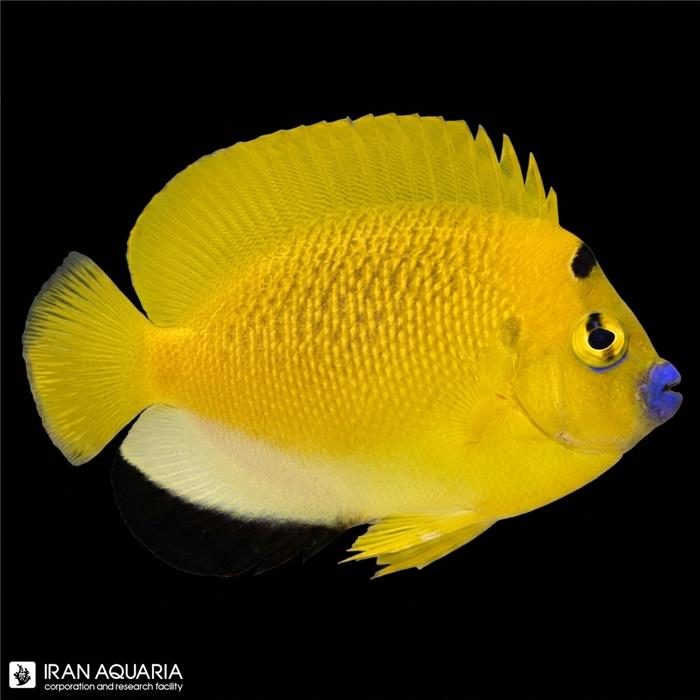 فرشته ماهی لب ماتیکی ( Three Spot Angelfish )